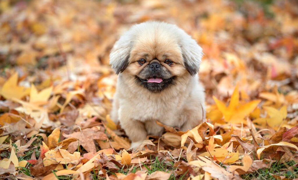 幼児がプログラミングを始めるのは何歳からが適切ですか？