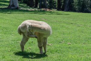 Scratchを使った5年生向けプログラミングの始め方は？