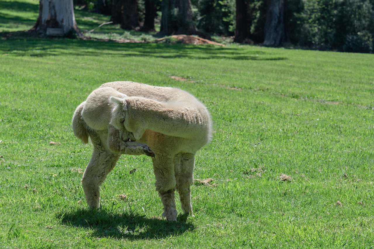 Scratchを使った5年生向けプログラミングの始め方は？